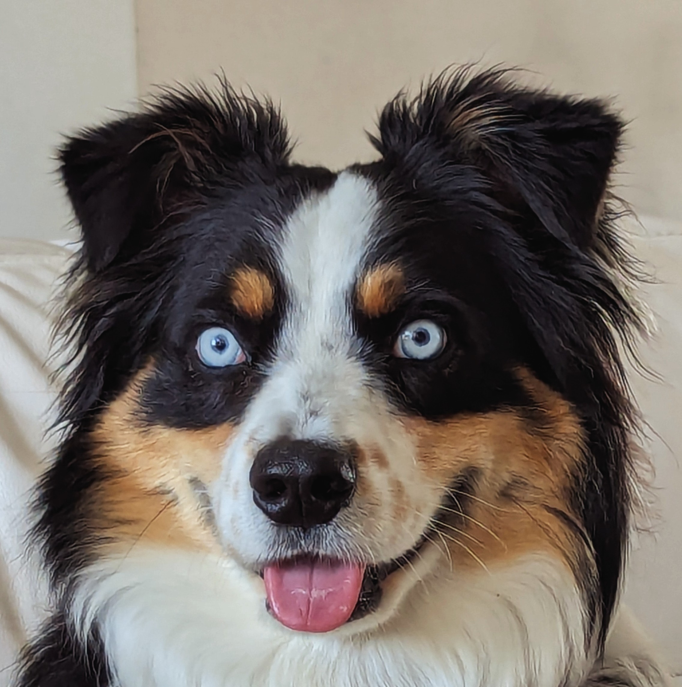 Chance the Dog, Emotional Support Specialist for The Jackson Copeland Foundation | #ChanceForACure